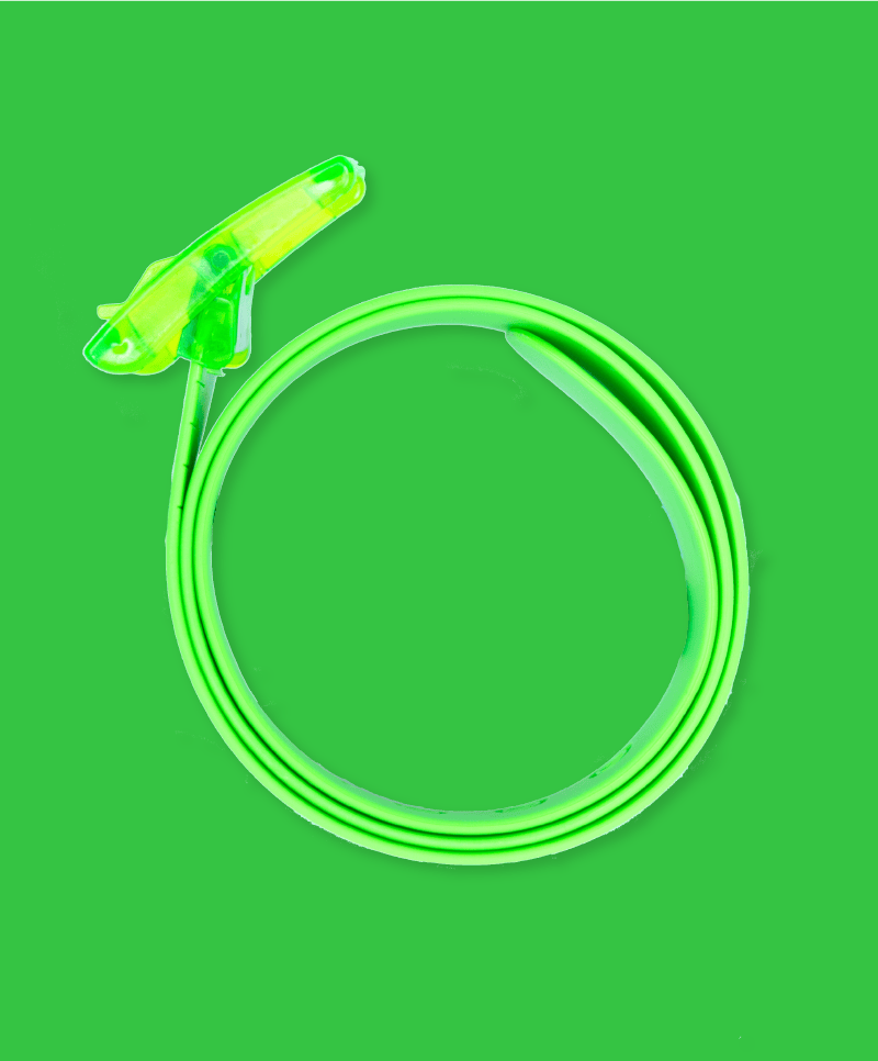 The Bright Green Boomslang